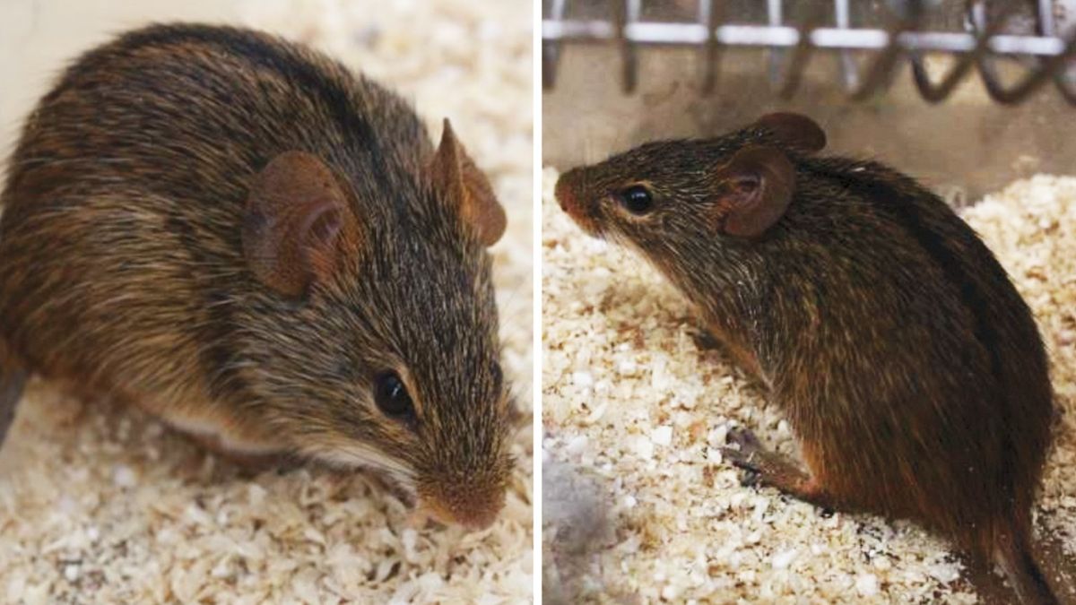 Výzkumnice z Akademie věd odhalily nákazu dvěma liniemi viru u divoké myši z Afriky